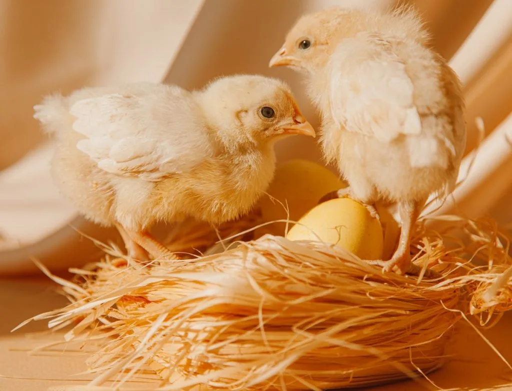 What Should You and Find Baby Bird Eggs